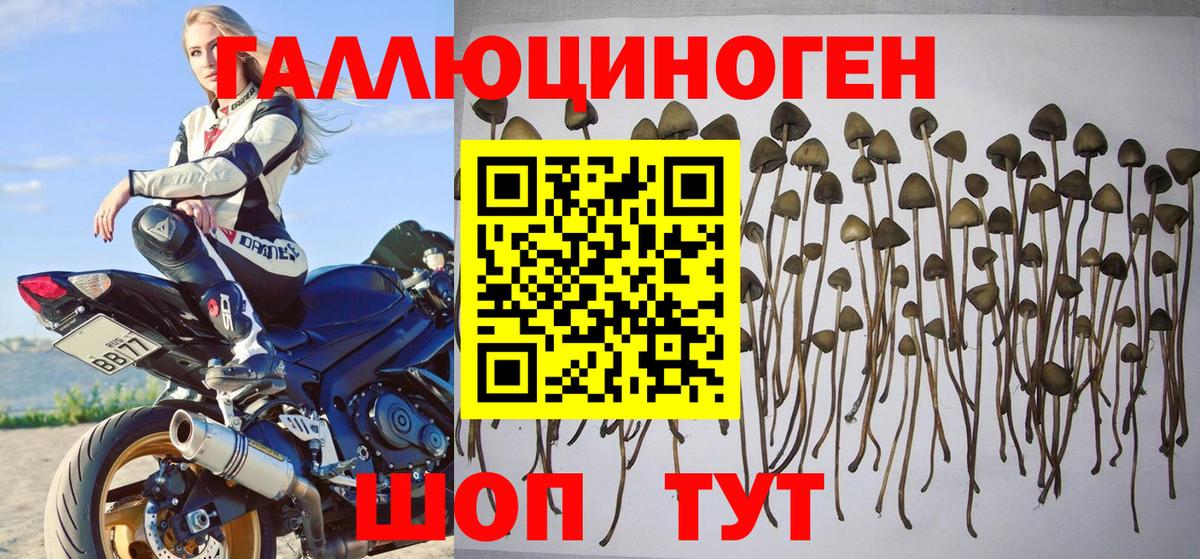 Галлюциногенные грибы Psilocybe Алушта
